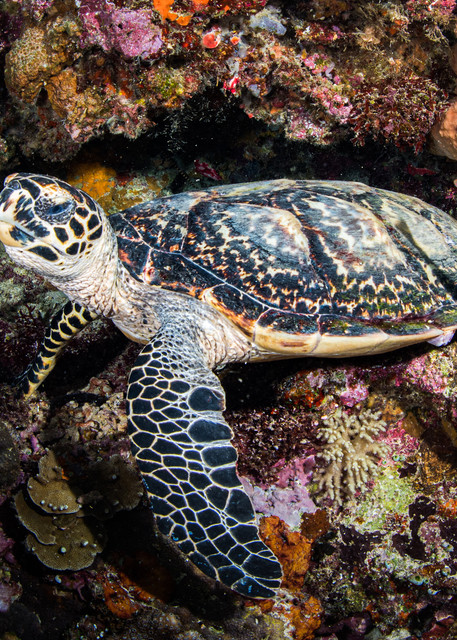 A juvenile turtle pausing to rest on a coral wall is available as a fine art photograph for sale.