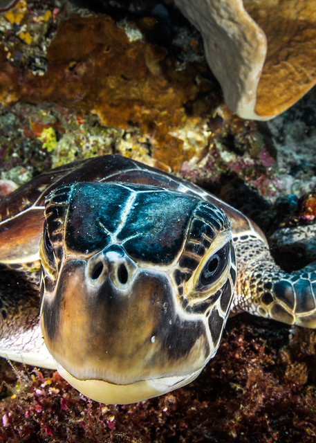 Up close in the face of a young green sea turtle is an underwater fine art photograph available for sale.