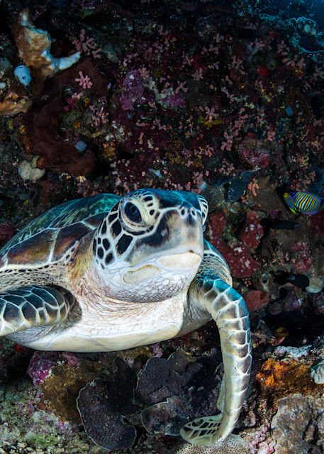 Turtle Resting On A Ledge underwater is a fine art photograph available for sale.