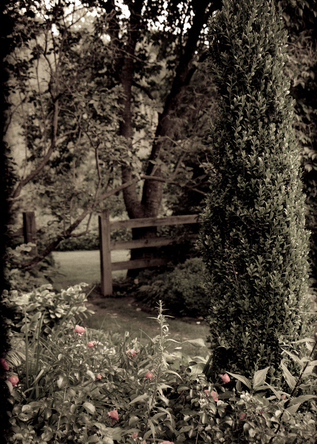 In The Formal Garden #2 Photography Art | David Frank Photography