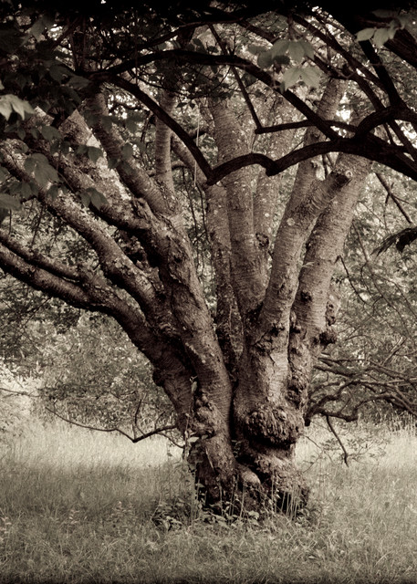 Arboretum Cherry  Photography Art | David Frank Photography