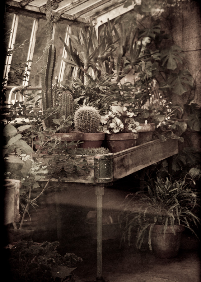 In The Greenhouse Photography Art | David Frank Photography