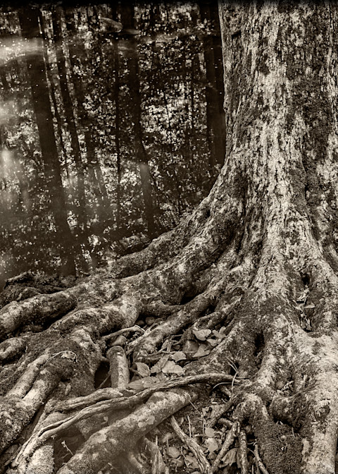 South Mountain Tree Photography Art | David Frank Photography