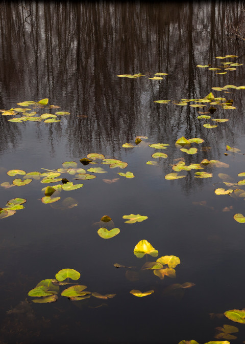 Spring Lilly Pads Photography Art | David Frank Photography