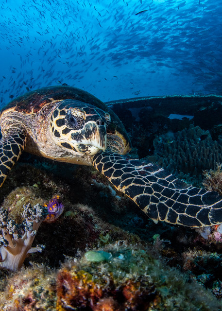 Hawksbill Turtle under a blue sea of schooling fish is a fine art photograph available for sale.