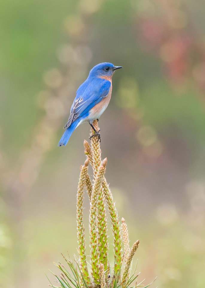 Eastern Bluebird Perched On Pine Art | Sarah E. Devlin Photography