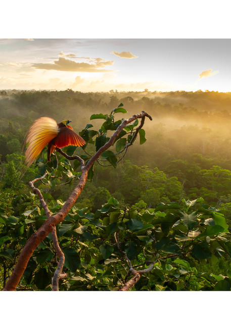 Greater Bird-of-Paradise displays with the mist-covered rain forest below in Aru Islands, Indonesia.