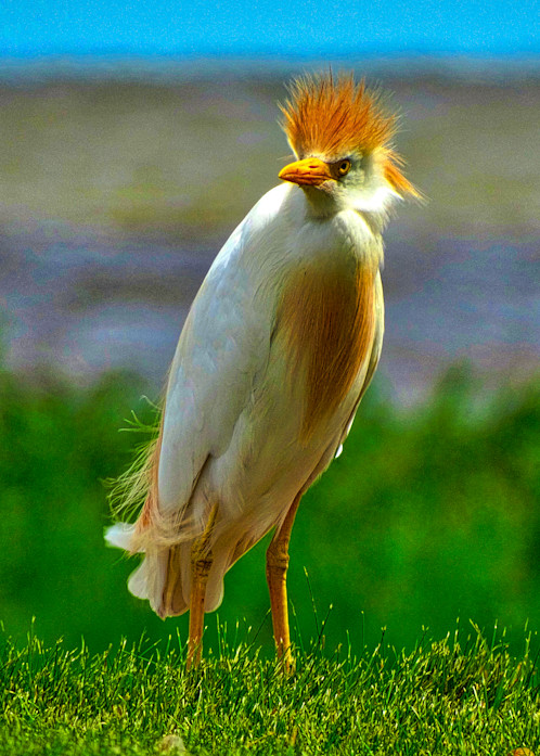 1 2 3 Cattle Egret Feeding At Sundown Photography Art | Nature Pics By Andrew
