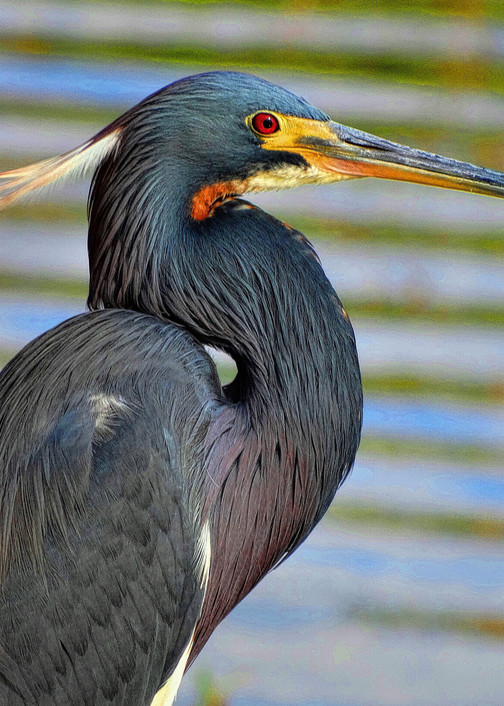 1 4 9 Waterbirds  Tri Colored Heron On The Pond Photography Art | Nature Pics By Andrew