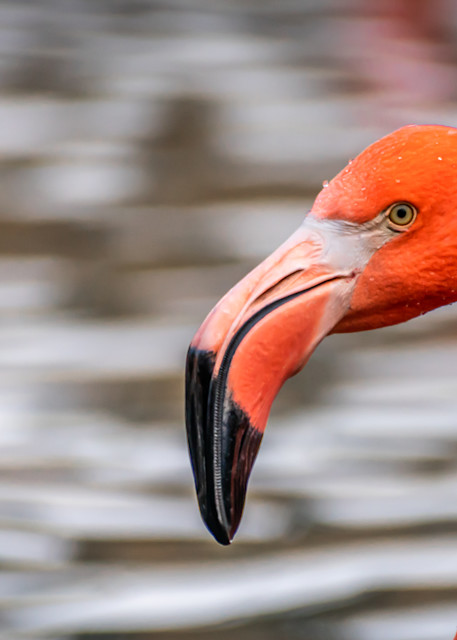 Waterside Flamingo Photography Art | Andres Photography