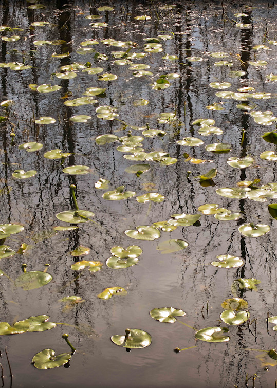 Lily Pads #4