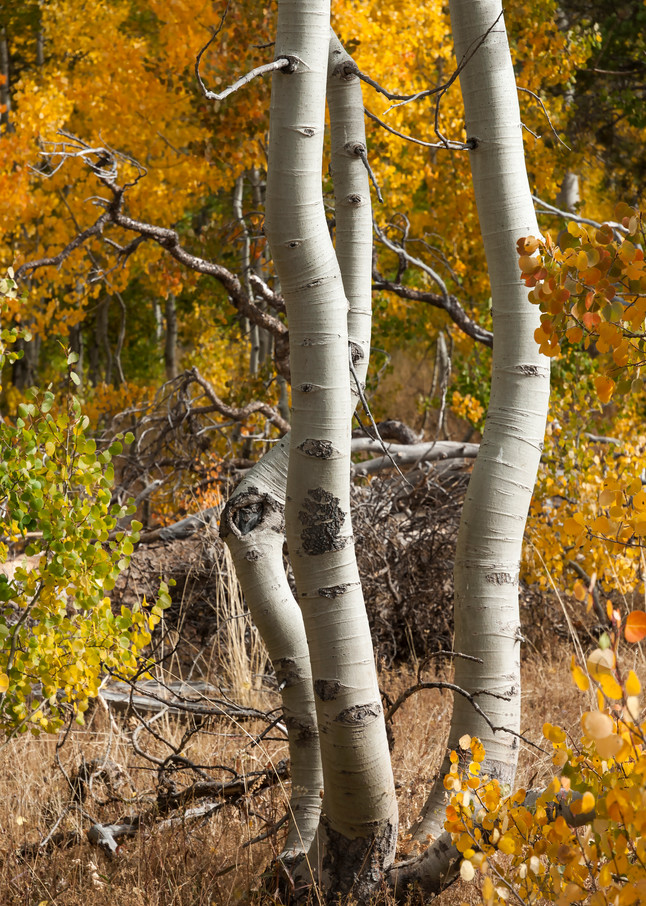 Quaking Aspens Together Art | Inviting Light Photography®