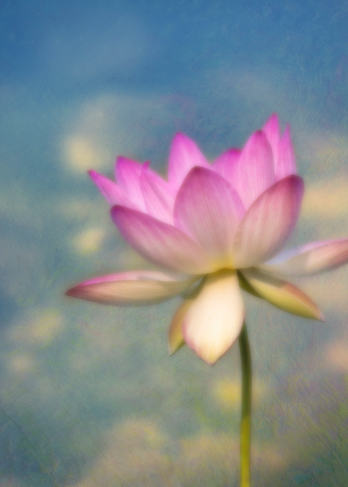 Lotus Rising Photography Art | Sheryl's Virtual Garden