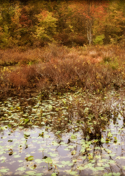 Great Swamp Autumn