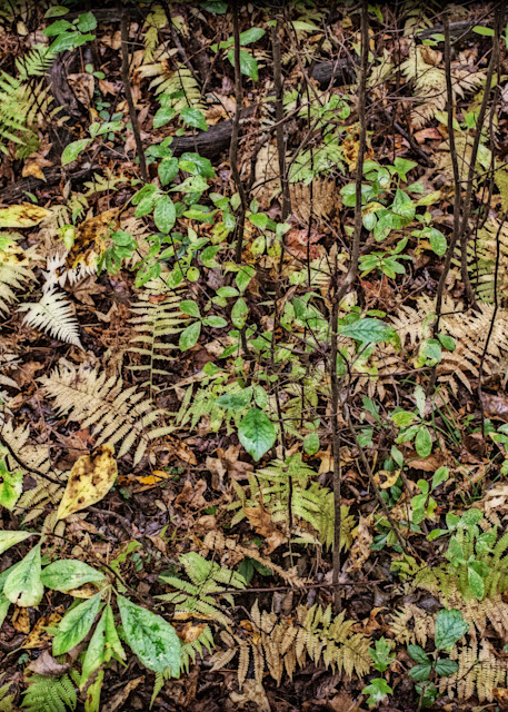 Ferns On A Forest Floor Photography Art | David Frank Photography