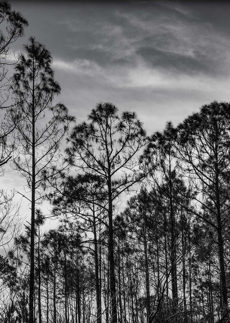Silhouette Of Trees #1 Photography Art | David Frank Photography