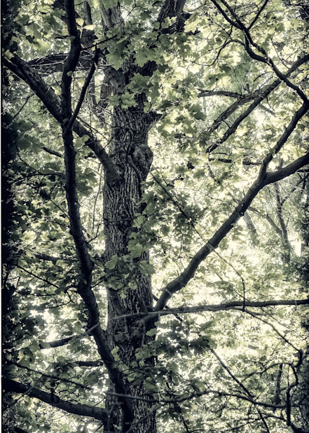 Spring Tree Photography Art | David Frank Photography