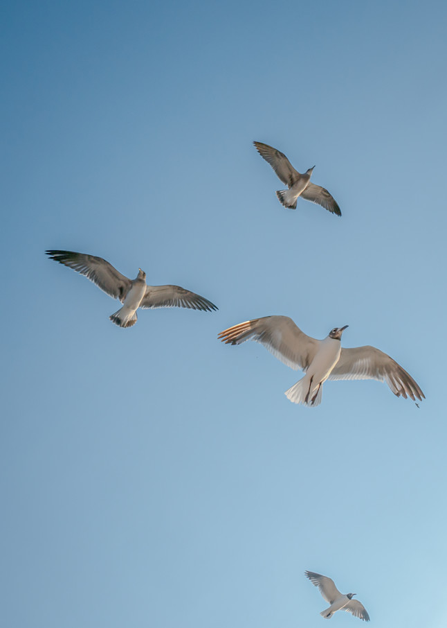 Soaring Seagulls Photography Art | Andres Photography