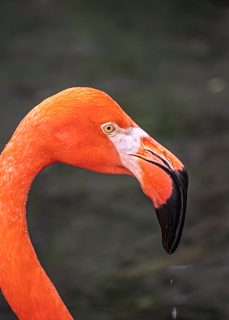  Flamingo  Photography Art | Andres Photography