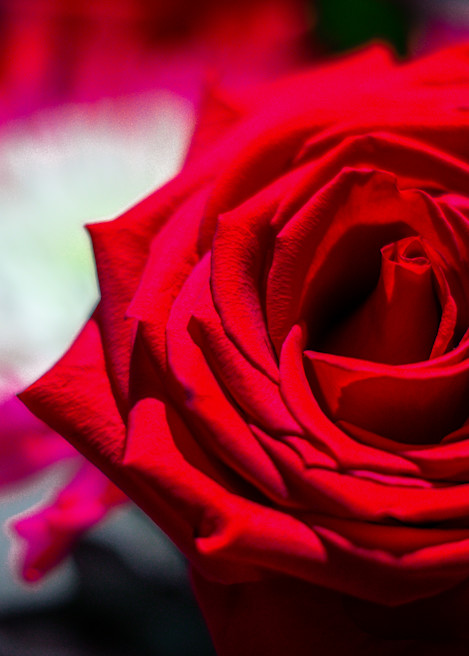 Red, Red Rose Photography Art | Andres Photography