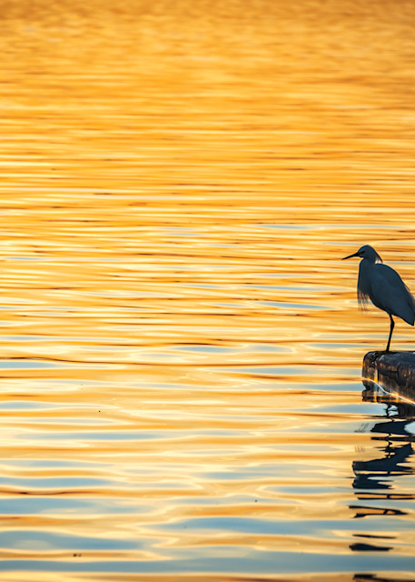 Patient Crane On River's Edge At Sunset Photography Art | Andres Photography