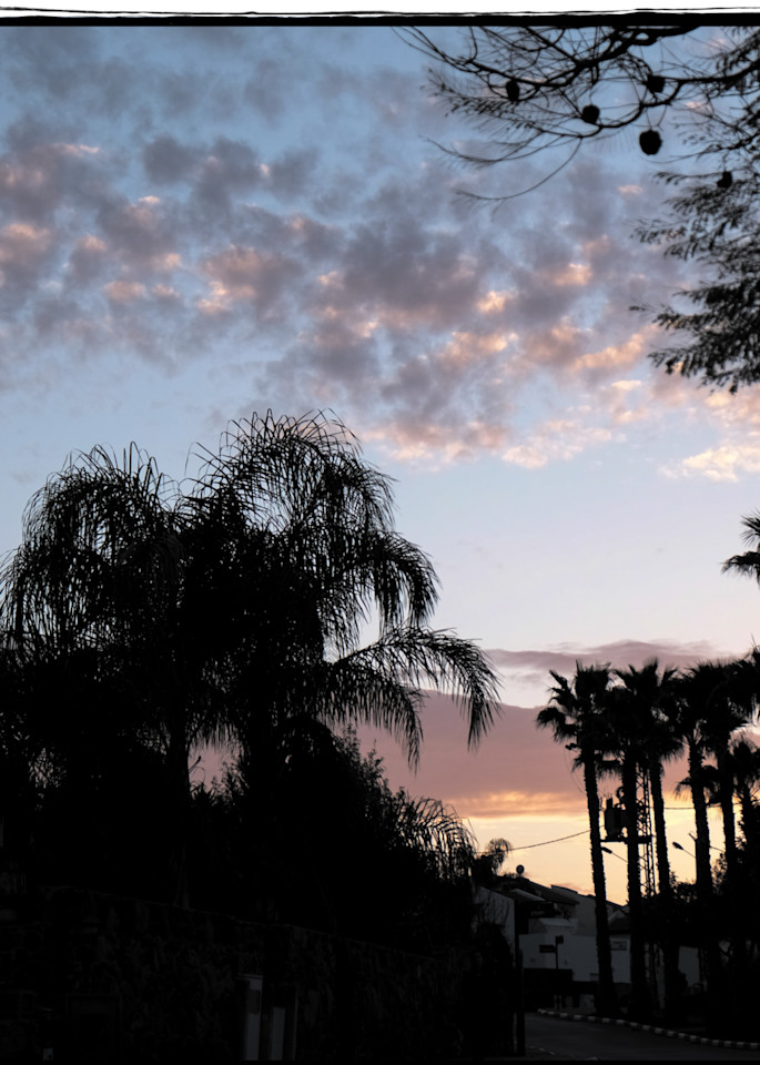 Sunset Palms Photography Art | David Frank Photography
