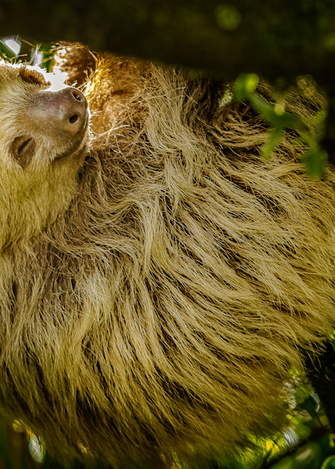 A Sloth in Costa Rica