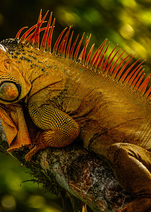 Male Iguana