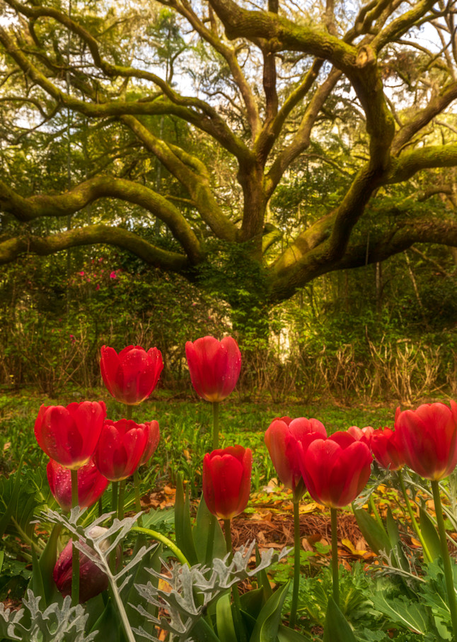 Tulips And Oak Photography Art | Thomas Yackley Fine Art Photography