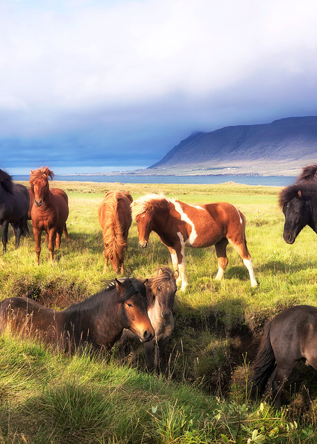 Wild Icelandic Ponies Photography Art | nancyney