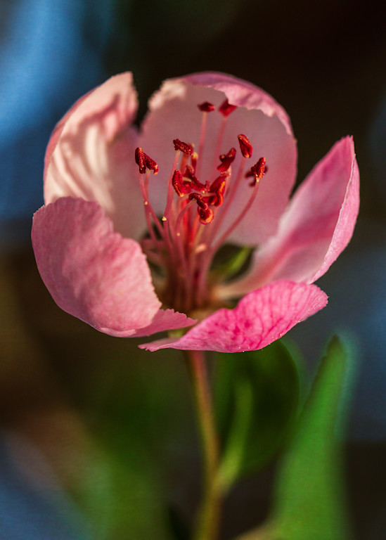 Apple Blossom Pink Photography Art | Thomas Yackley Fine Art Photography