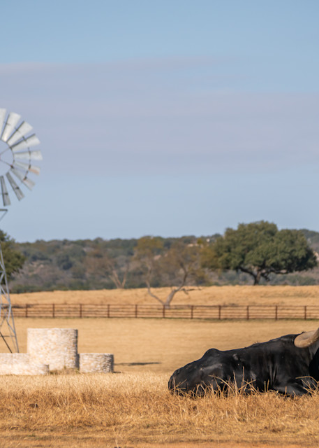 Black Bull Longhorn And Windmill Photography Art | Andres Photography