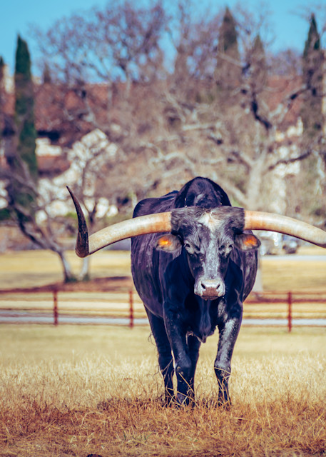 Texas Black Bull Longhorn Photography Art | Andres Photography