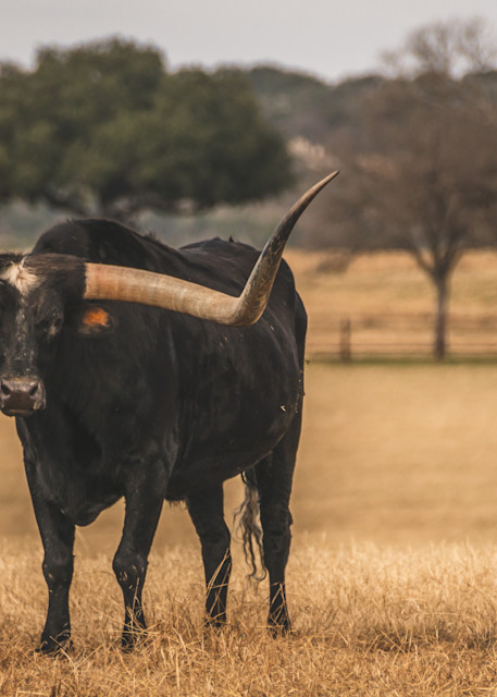 Black Texas Longhorn Bull Photography Art | Andres Photography