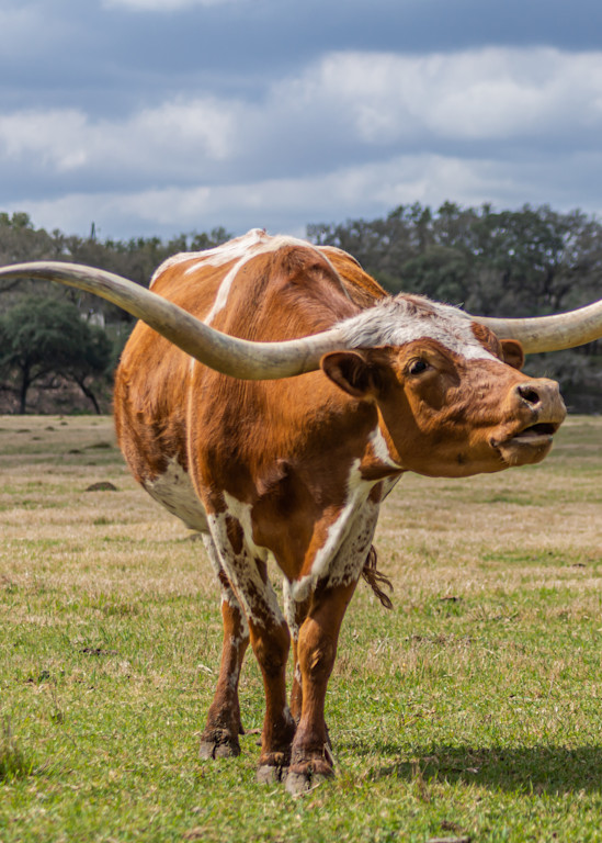 Mooing Longhorn Photography Art | Andres Photography