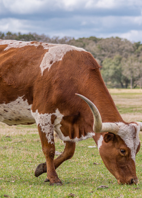 Grazing Longhorn Photography Art | Andres Photography
