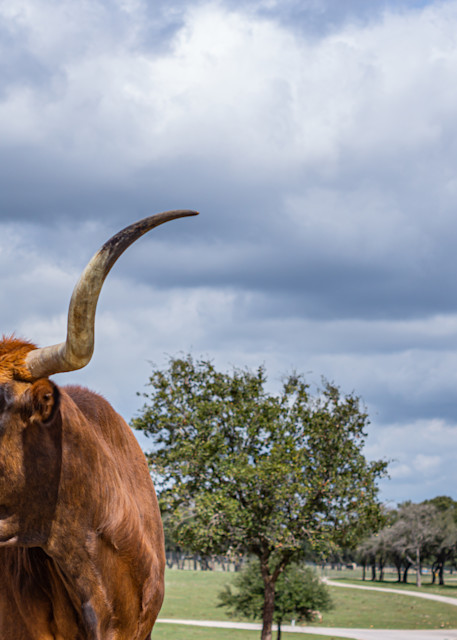 Bold Bull Photography Art | Andres Photography