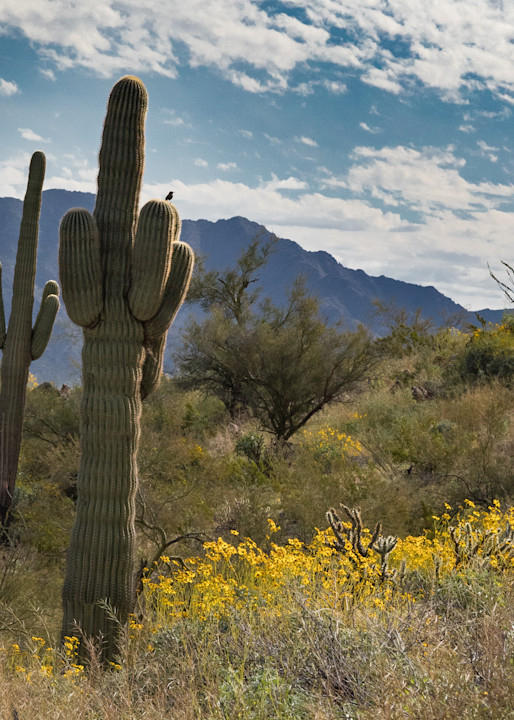 Cactus wren and saguaro