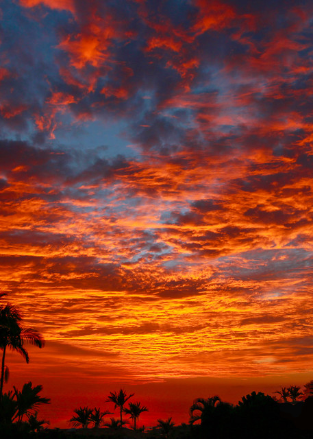 Kona Fire Sky Photography Art | Bird In Paradise