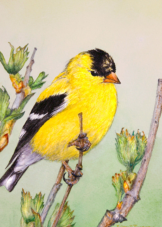 In Bright Spring Yellows, Goldfinch Male, Watercolor by Donna D. Turgeon