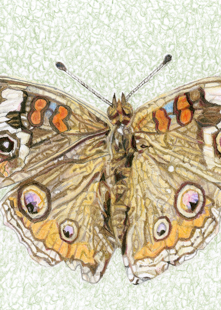 Common Buckeye Butterfly Art | Digital Arts Studio / Fine Art Marketplace