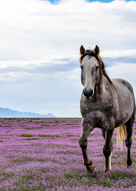 Desert Bloom Photography Art | Brokk Mowrey Photography