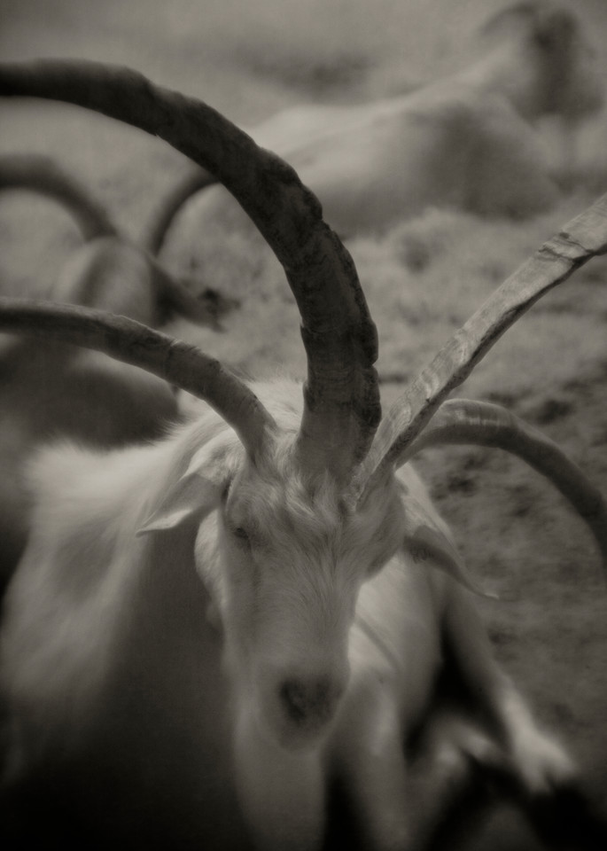Goat Photography Art | ann george photography