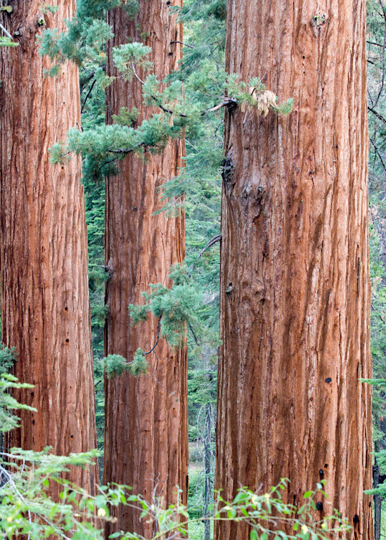Sequoia Three Photography Art | Brokk Mowrey Photography