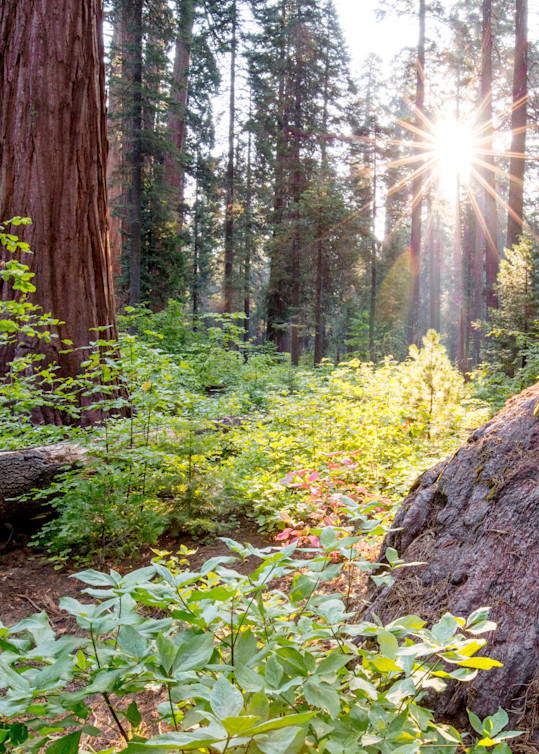 Sequoia Sunburst Photography Art | Brokk Mowrey Photography