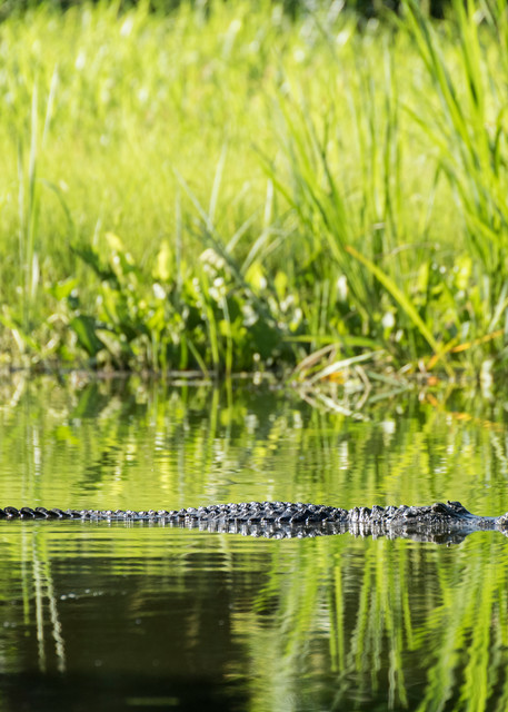 American Alligator Reed Reflections, Damon, Texas
