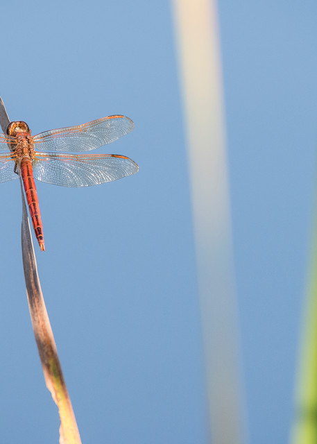 Red Dragon Fly, Damon, Texas