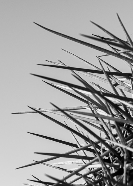 Saguaro Top Photography Art | Spry Gallery