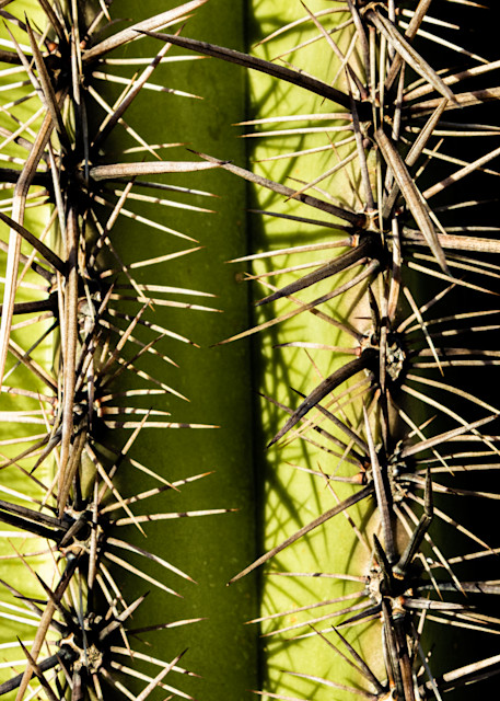 Saguaro Ribs Photography Art | Spry Gallery