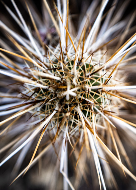Hedgehog Cactus Photography Art | Spry Gallery